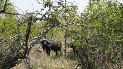 Tag 5 (09.10.2022) Safari von Olifants nach Skukuza